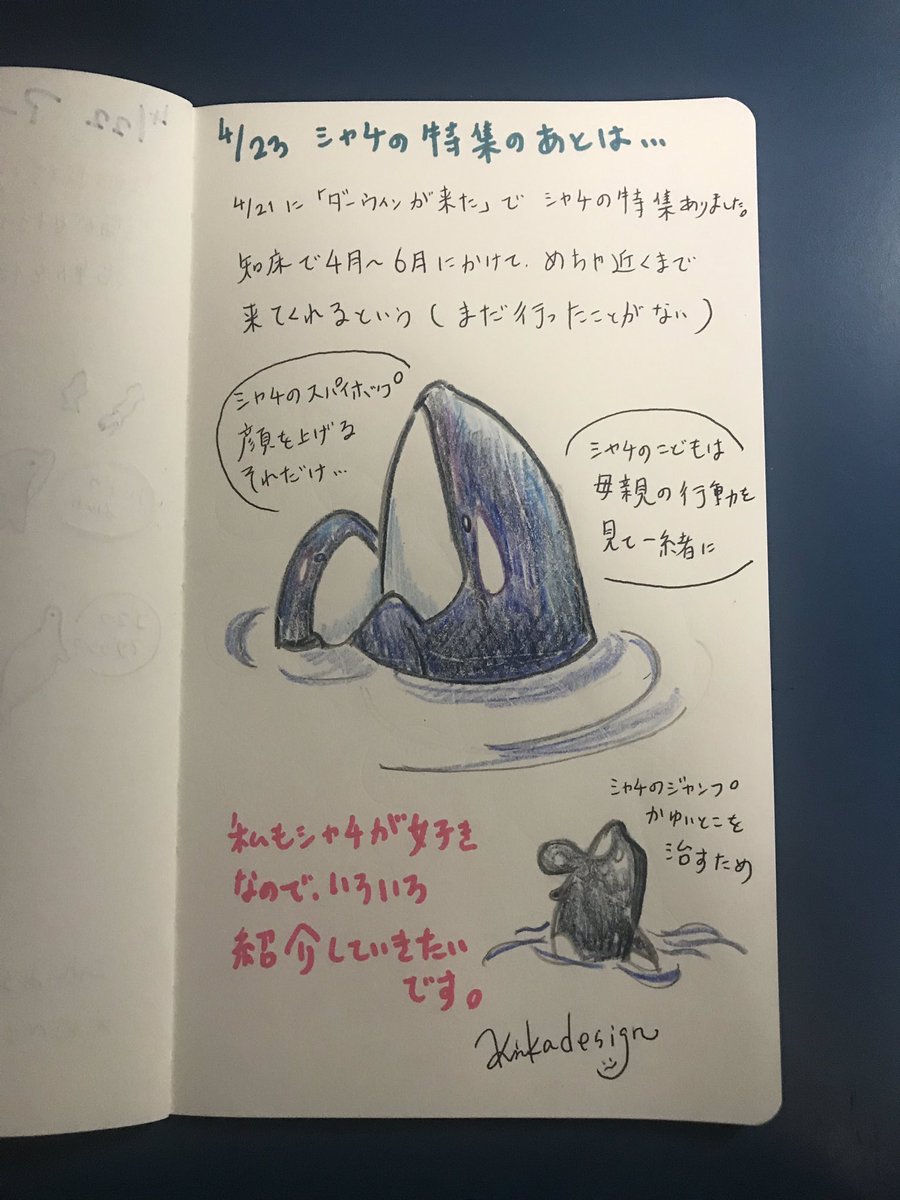 キタムラ100 Shinjuku Zoo Festival By Kinkadesign En Twitter 今日は早めに ダーウィンが来たもそうですが シャチ特集されたら描きたくなる現象 スパイホップシャチもいいですね シャチ イラスト スパイホップ ダーウィンが来た 海洋生物 海洋生物