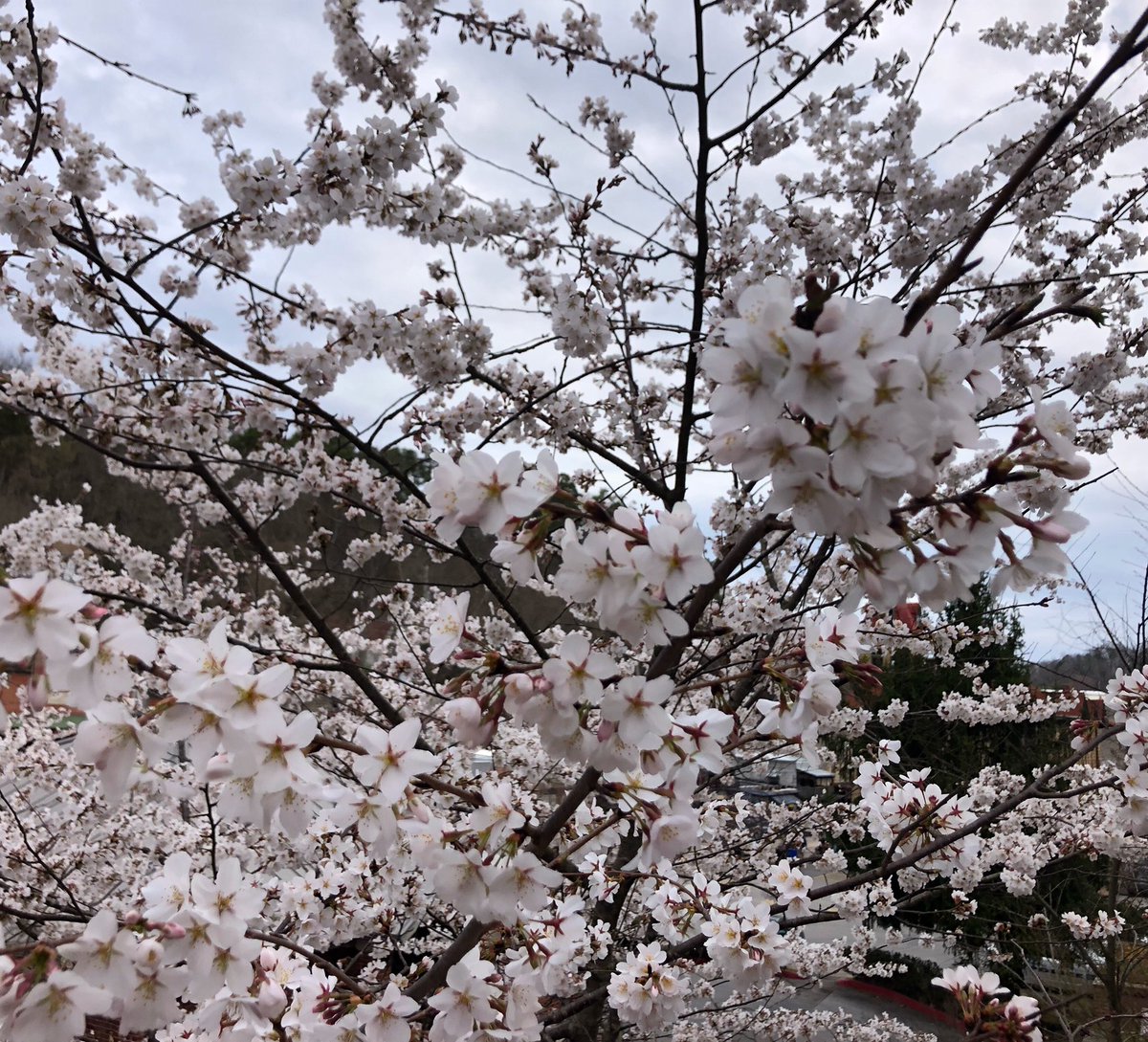 Happy Earth Day! As we celebrate our one and only blue marble today we must remember that the Earth is home not just one day of the year, but every day. We must work together to take care of it! 💚 #earthday #environment #nature #conservation #leaders