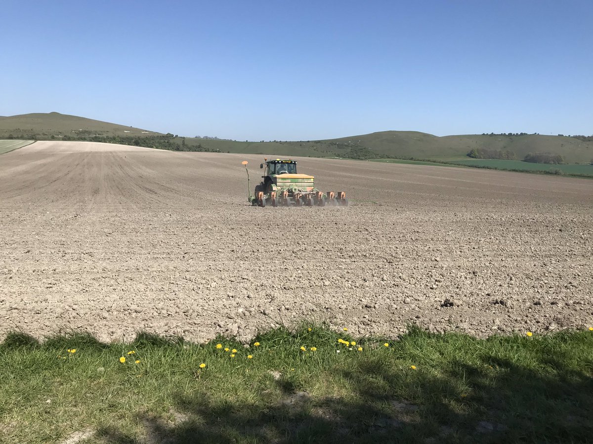 Cracking silaging weather, but tricky getting the Dry Matter right! Maize going in a treat too, just need the rain they’re promising us on Wednesday. Not too much to ask is it?