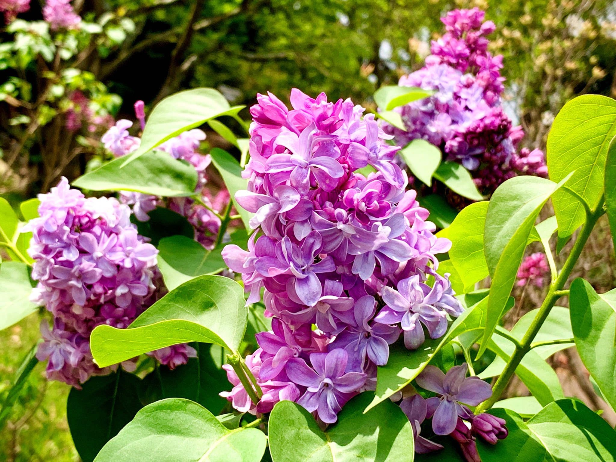 青 ライラック 白のフリンジリンドウ 額入り写真 青で縁取られたリンドウ ライラックと 青 ライラック 白のフリンジリンドウ 額入り写真 青 で縁取られたリンドウ ライラックと Brasserie Bouquine Com