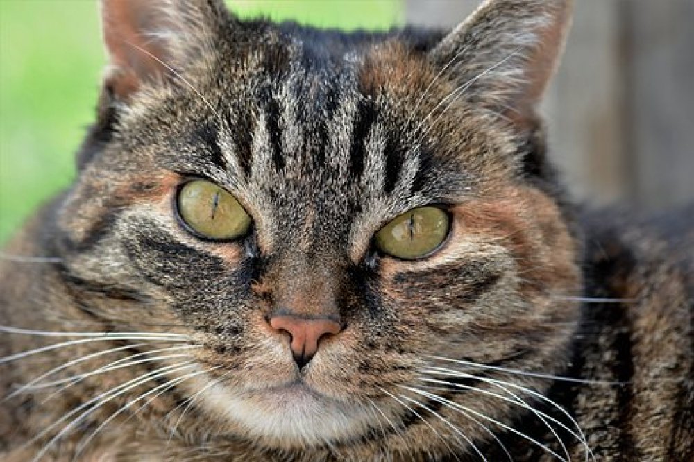 petsandstyles's tweet image. Does your pet understand any words?

Love Pets? Visit us at: petsandstyles.com

#petsbro #petsofnyc #petsmartcart