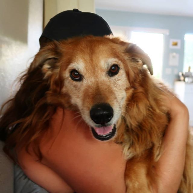 Moving cross-country and working remotely in a new home could have been incredibly isolating, but I never felt lonely with my roommate's dog keeping me constant company. Our apartment feels empty without Buckie today, but my heart is full of love for thi… bit.ly/2W2dBsr