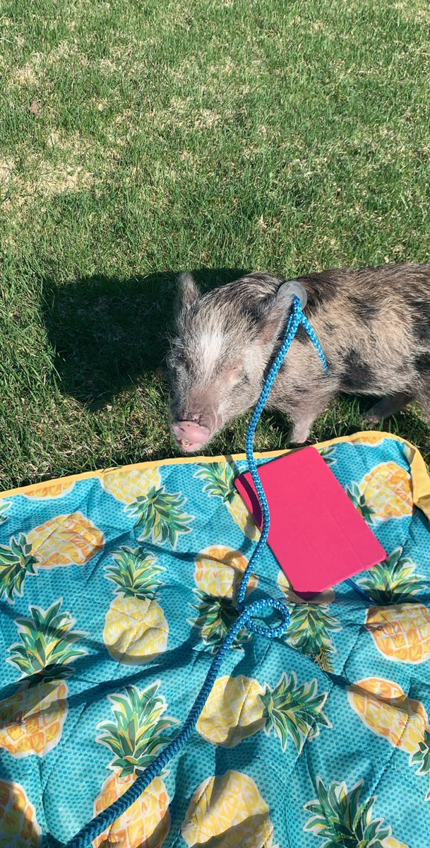 SELeadHER's tweet photo. In celebration of Earth Day🌍 KevinBacon is helping me catch up on some over due trainings OUTSIDE!☀️ Thanks to PLE we can learn anywhere! Talk about #MOREFORYOURTHING 🐷
#greendayNE #ourNEngagement #ourNE
Hope the weather is great tomorrow for NationalPicnicDay🧺 #NEatsOutside https://t.co/WuaBrG9Mcm