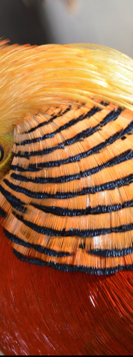 It's time for this week's #GuessZoo animal. Do you know what #ZootahZoo animal this might be?