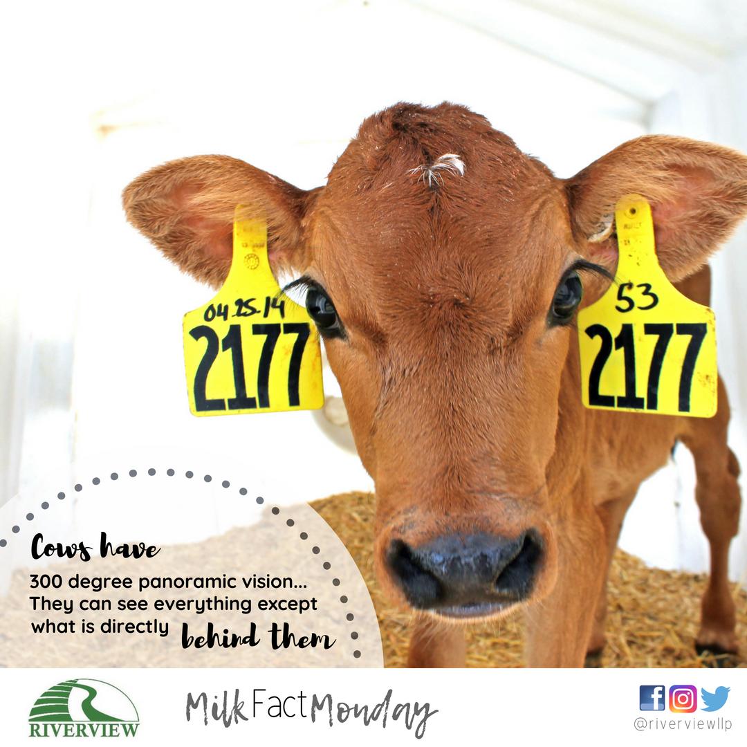 #milkfactmonday
#eyesight
#cowhealth
#iseeyou