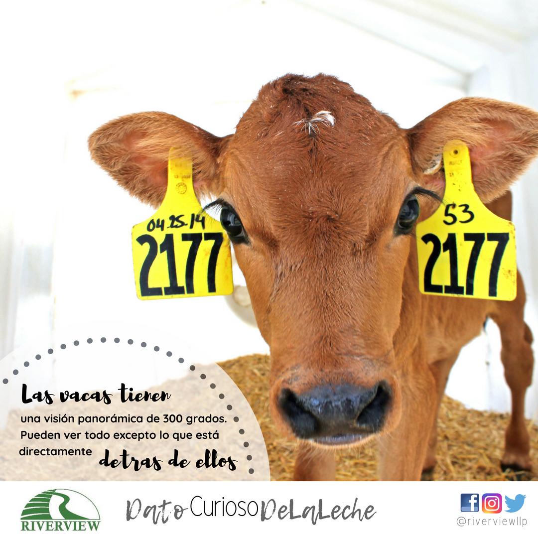 #datocuriosodelaleche
#elalcancedelavista
#saluddelavaca
#teveo