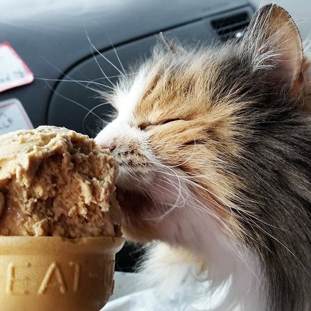 Remembering my darling Cliffie, 3 years gone. Love you forever.
.
.
.
.
.
#Rochester #NewYork #ilovemycat #catsagram #catstagram #cute #portrait #pet #fur #roc #catclay #cat #cats #calico #calicocat #catsofig #instacats #instacat #catsofinstagram #gat… http://bit.ly/2VZJYIb