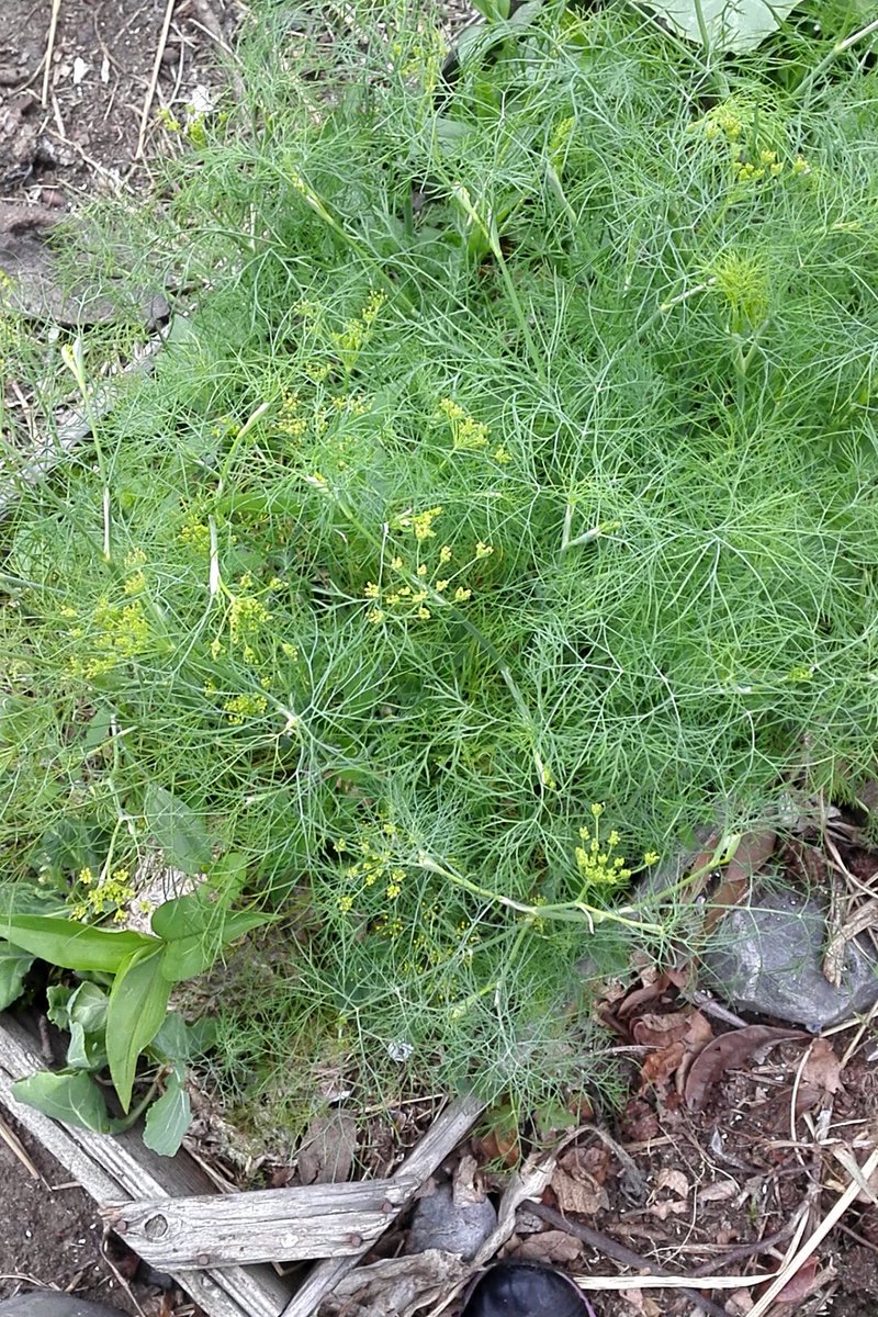 な まだまだ連日パクチーとディルの花摘みが続いています パクチーの花の香はオレンジ系なので食べやすいです 一気にシソが大きくなりました