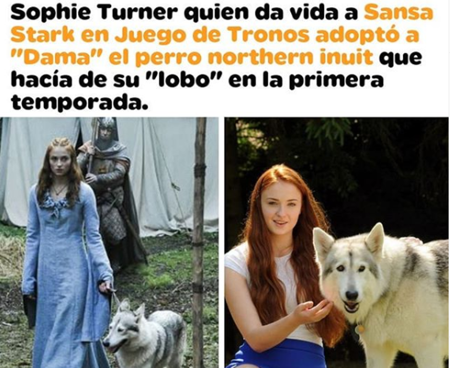 ElHuronAzulVet's tweet photo. La actriz decidió ponerle Zunny, lamentablemente murió en 2017 luego de padecer artritis. Fue el primer su primera mascotas ya que su familia no quería que tuviera mascotas, sin embargo ella los convenció de la adopción la cual fue aceptada por ellos. https://t.co/aC2S8VtrMz