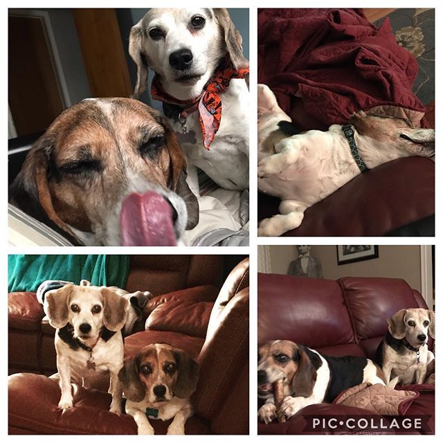 Happy National Beagle Day!!! #beagleday #nationalbeagleday #pennyandesther #langdondogshow #adoptdontshop #adoptingisbest #mustlovedogs #dogsofypsi #dogsofypsilanti #dogsofmichigan #beaglesrock #seniordogs #seniorbeagles