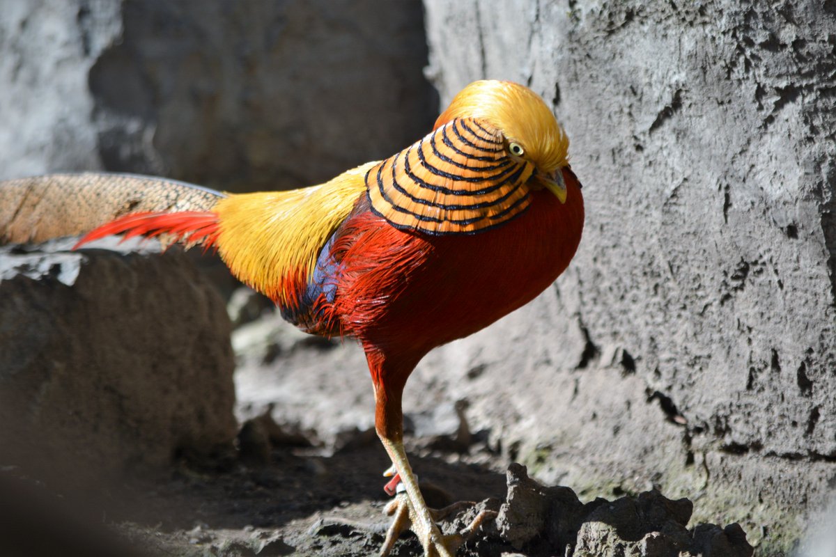 This week's #GuessZoo animal was one of our #GoldenPheasants. In China, people believe that when you see a #GoldenPheasant, it is a sign of good luck. #ZootahZoo