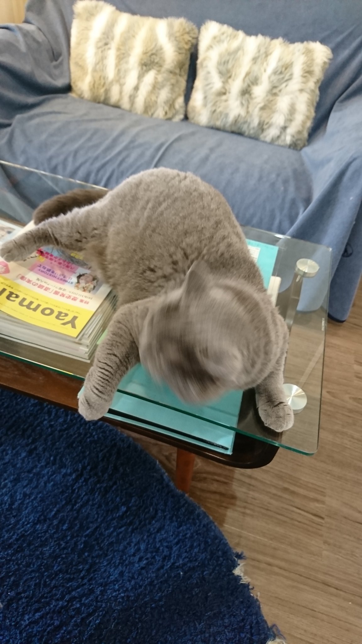 猫の上下関係 Twitter Search Twitter