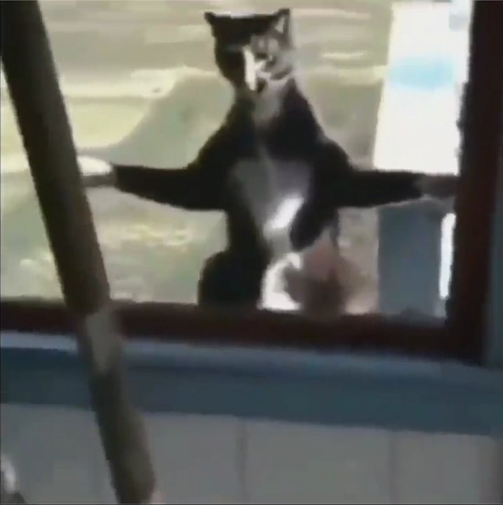 Cat t poses meme, T-Pose