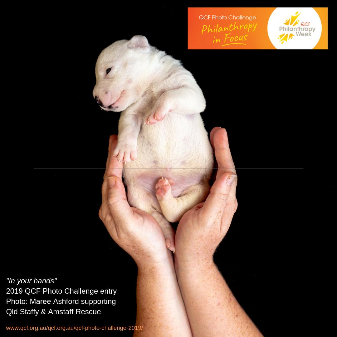 7 days left to enter #QCF Photo Challenge to win 2k for your fave charity.  Photograph kindness, giving back, doing good. To enter visit qcf.org.au/qcf-photo-chal… #qcfphotochallenge19 #dogoodqld #photography #charitytuesday #charity Photo: Maree Ashford for <a href="/QldStaffyRescue/">QldStaffyRescue</a>