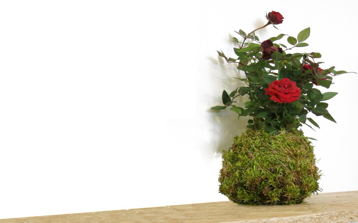 diy_casa's tweet photo. Feliç dia de #SantJordi ! Aquí us deixem un article que explica com construir kokedamas (aquests testos del Japó en forma de boles): https://t.co/HrBpUjaq3T
¿Per què no regalar una #rosa kokedama? #CCUOCDIY #SantJordi2019 https://t.co/fb0nfoplLH