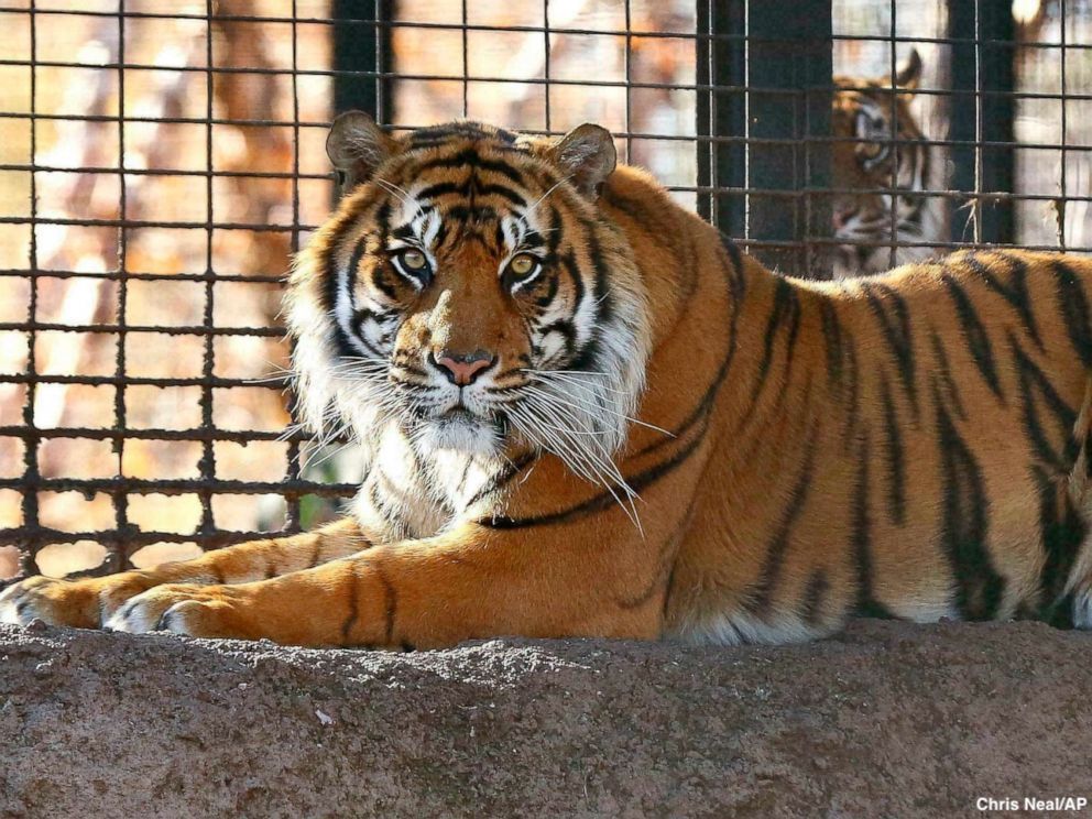 ABC's tweet photo. Zookeeper who was attacked by a Sumatran tiger at the Topeka Zoo has been removed from an intensive care unit, but remains in a hospital. https://t.co/zelSPDPjQi https://t.co/En6Hve8izL