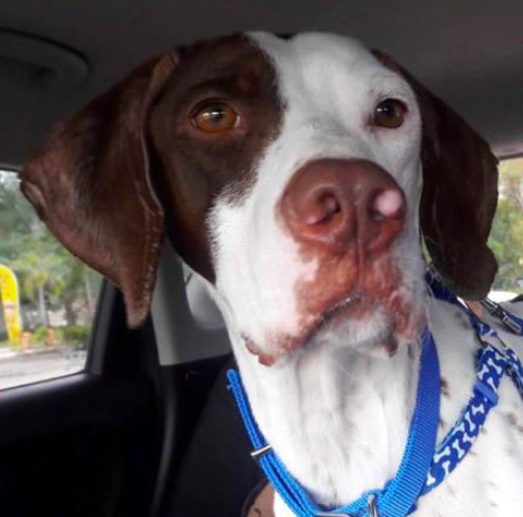 PointerRescue Org (@Pointerrescue1) / Posts / X