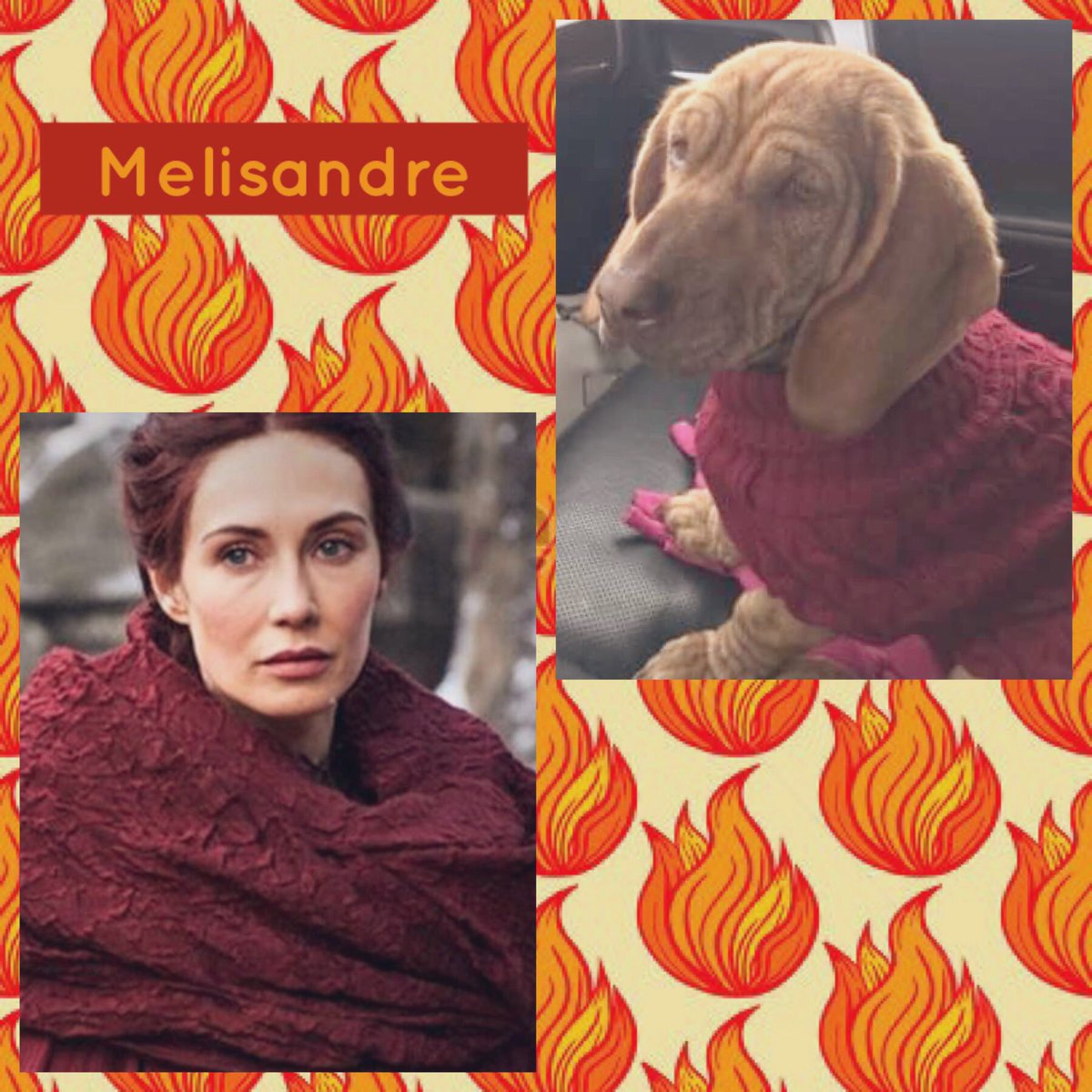 PawsOnTheGround's tweet photo. #Melisandre 
9 Month Old Bssset Mix
Melly was found chained to a dumpster but thanks to a foster she has a chance to find an adoptive home! 
#PawsOnTheGroundColorado #GamesOfThrones #GOTDogs #AdoptDontShop #RescuePups4Rado
#FosteringSavesLives 
https://t.co/OKLsrwxRNj https://t.co/uAAnHuZzlm