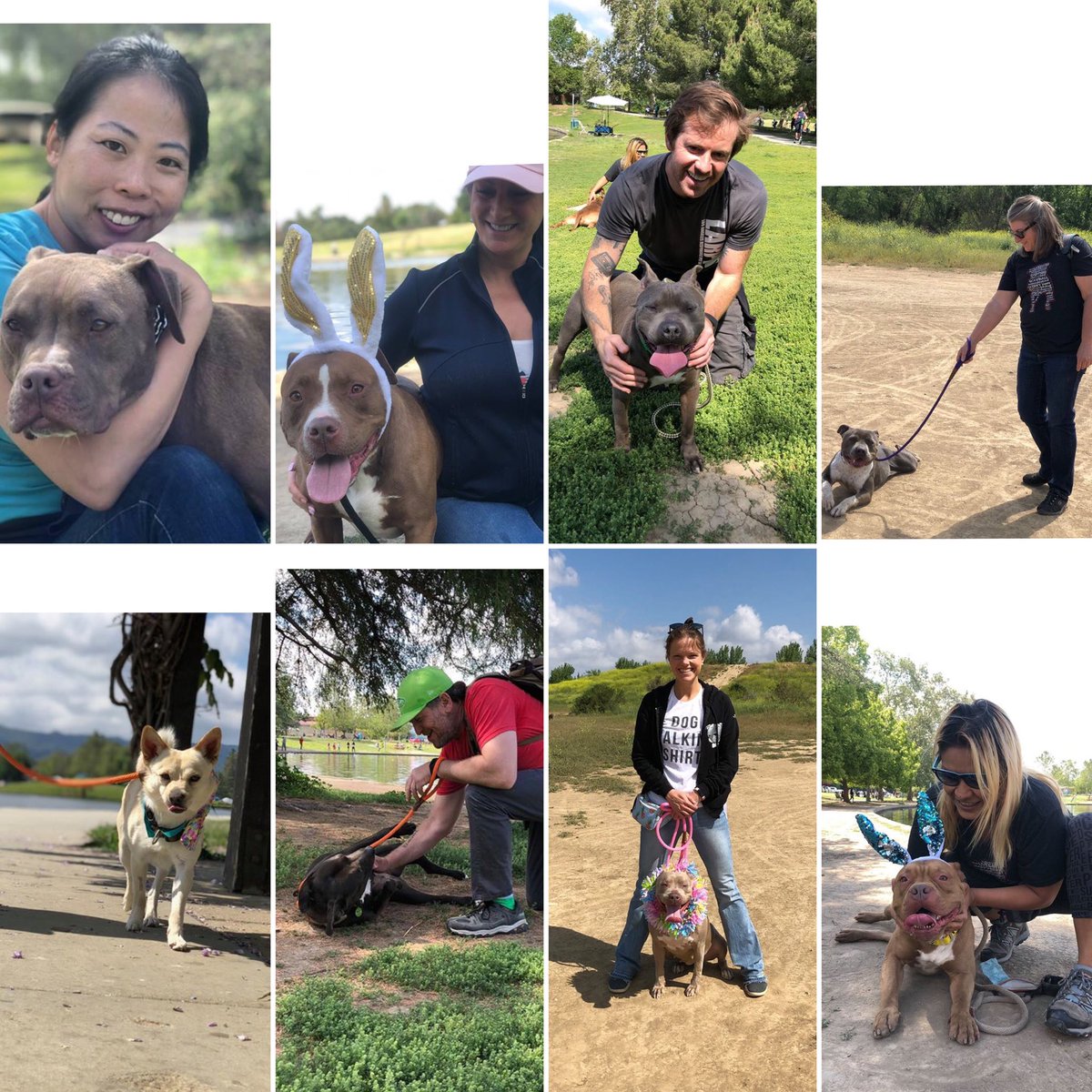 LARPBO advanced dog handlers and seasoned volunteers take @eastvalleyshelter dogs out on a trip to Lake Balboa. For our notes and more pictures of the dogs, please visit our Facebook page.
.
.
#LARPBOEVAS #LARPBOgiving #pitbulladvocates #larpbocommunity #speaklarpbo_belarpbo