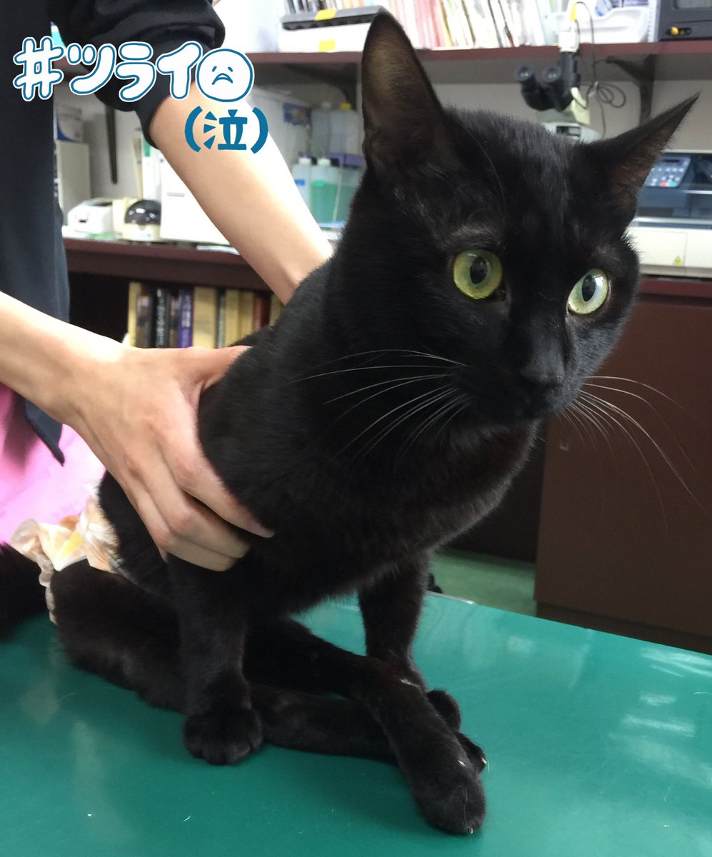 Aken On Twitter 保護猫 下半身不随 福丸くん 受診 症状 泥状 粘土様便 胃液様嘔吐少量 Wt 3 3kg 0 4kg 3ヶ月 顕微鏡検査にて尿中細菌 診断 急性膀胱炎による二次的症状 処置 抗生剤コンベニア皮下注 処方 Utクリーン2 60日分 療養食50g 60gへ増量