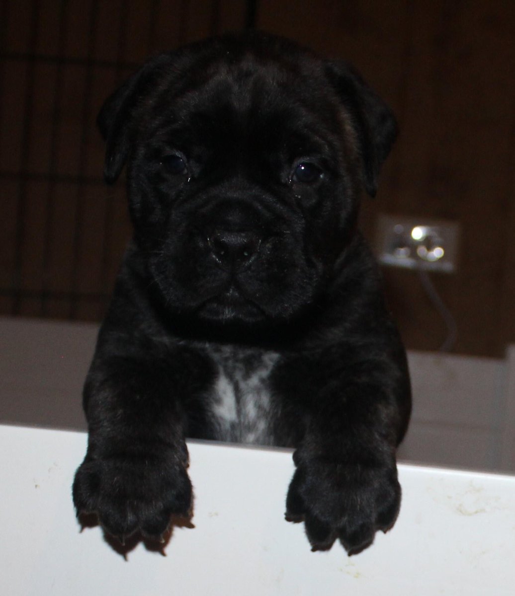 bullmastiff black puppy