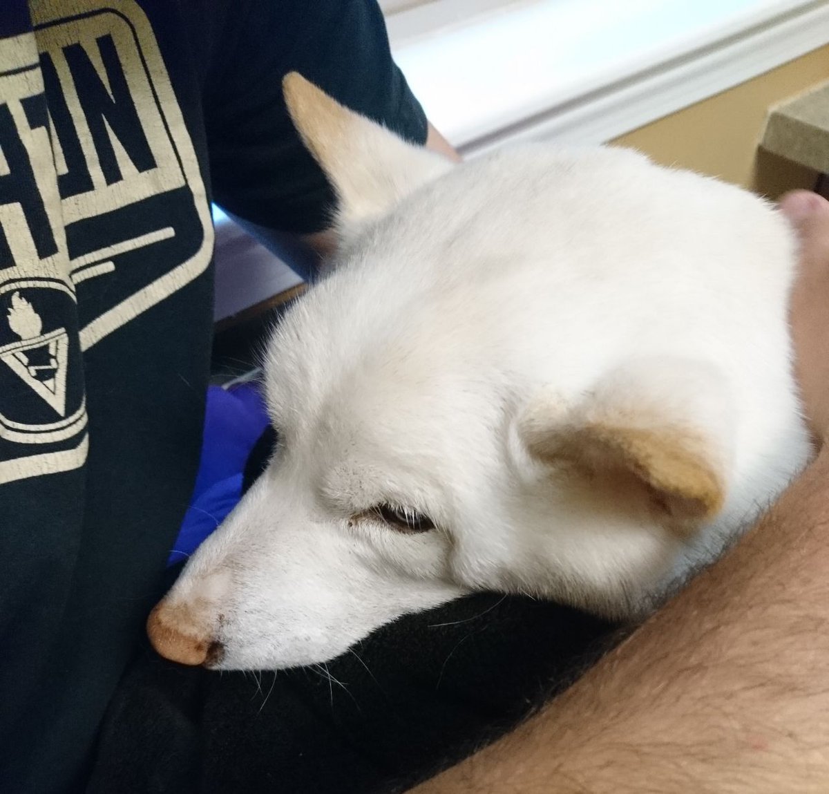 Kamitenz's tweet image. Hachi was the best boy and I am devastated.

2015-2019