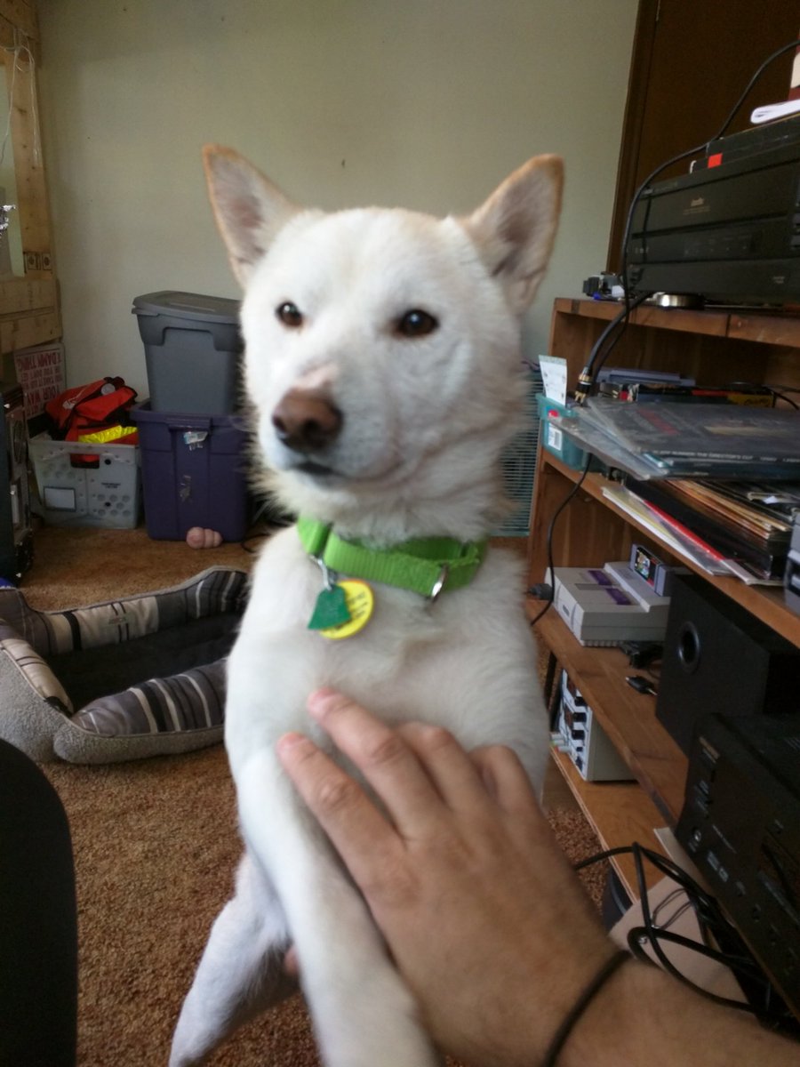 Kamitenz's tweet image. Hachi was the best boy and I am devastated.

2015-2019