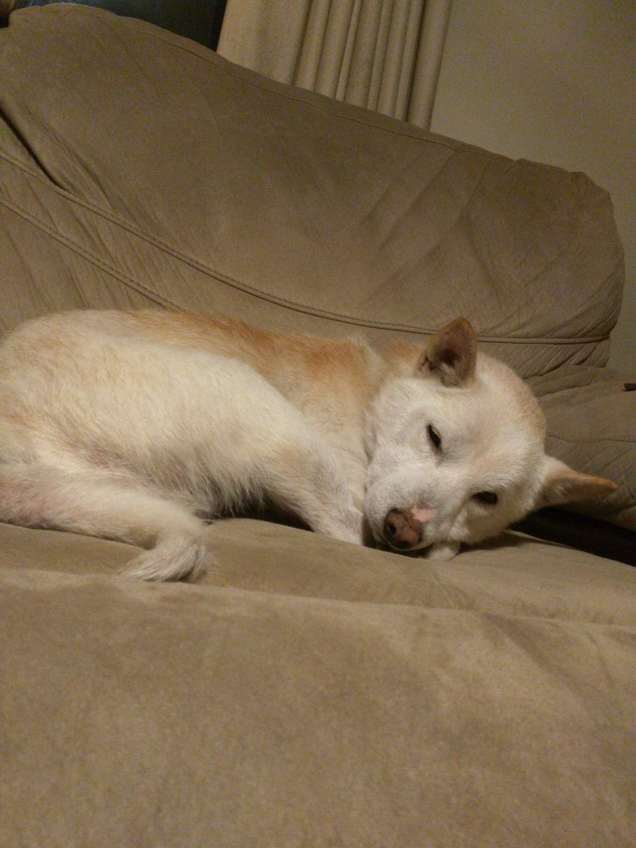 Kamitenz's tweet image. Hachi was the best boy and I am devastated.

2015-2019