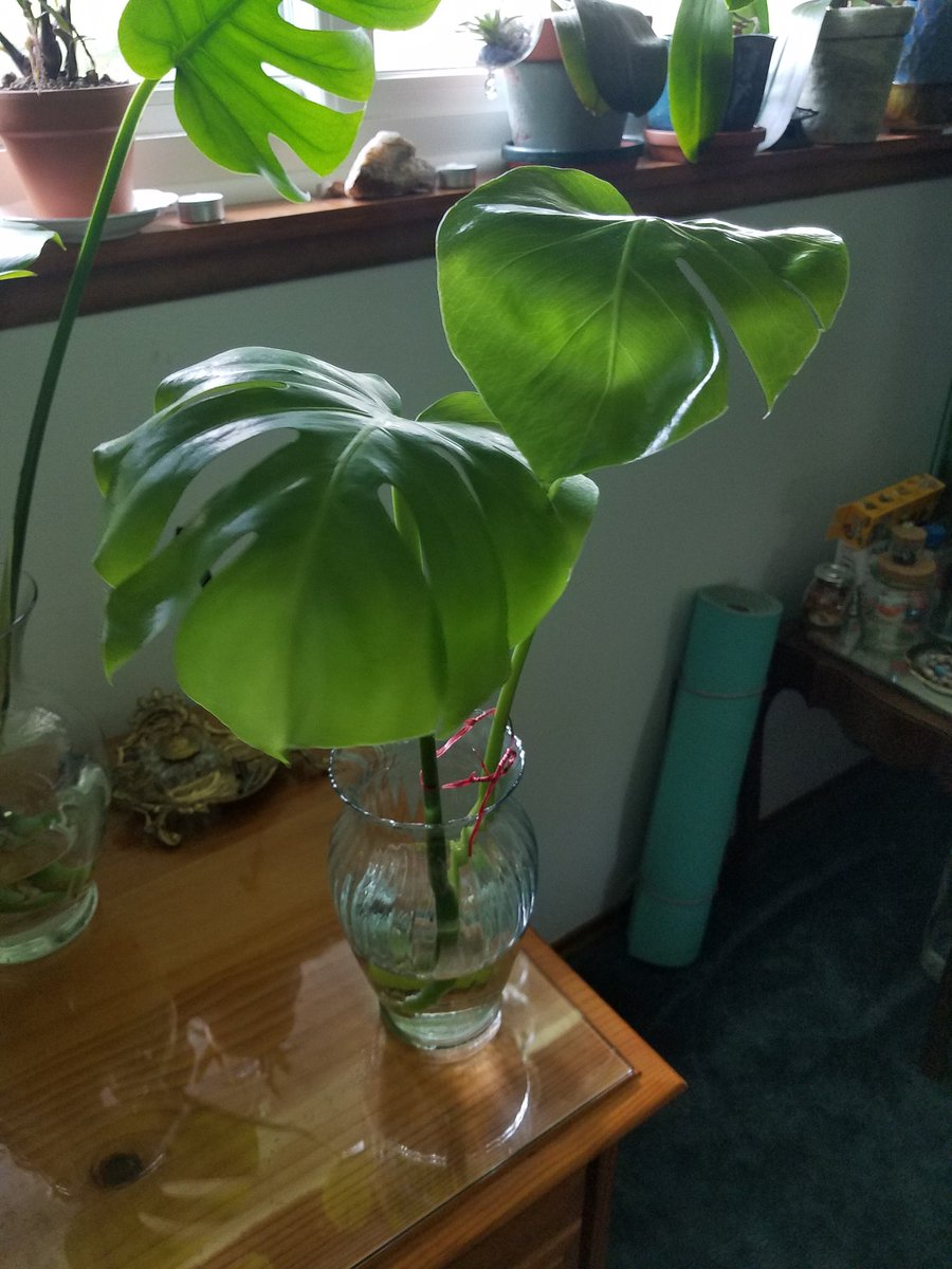 ellectrifying7's tweet photo. Propagated my split-leaf yesterday. Two stems in water and one in soil as an experiment to see how they grow. #ENVIR492 #splitleaf #progagation #houseplants https://t.co/TlReTSxoQ6