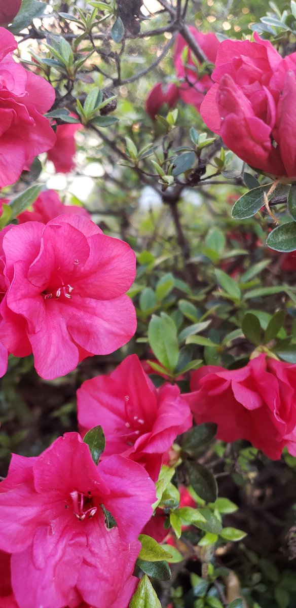 Debmitch63's tweet image. #springinvirginia