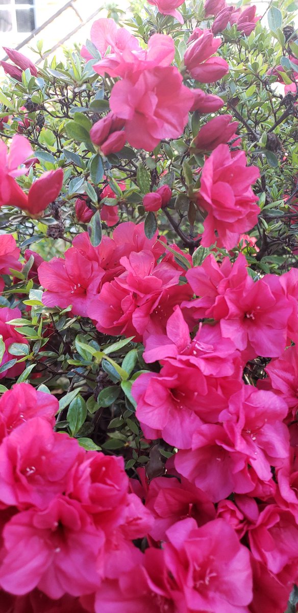 Debmitch63's tweet image. #springinvirginia