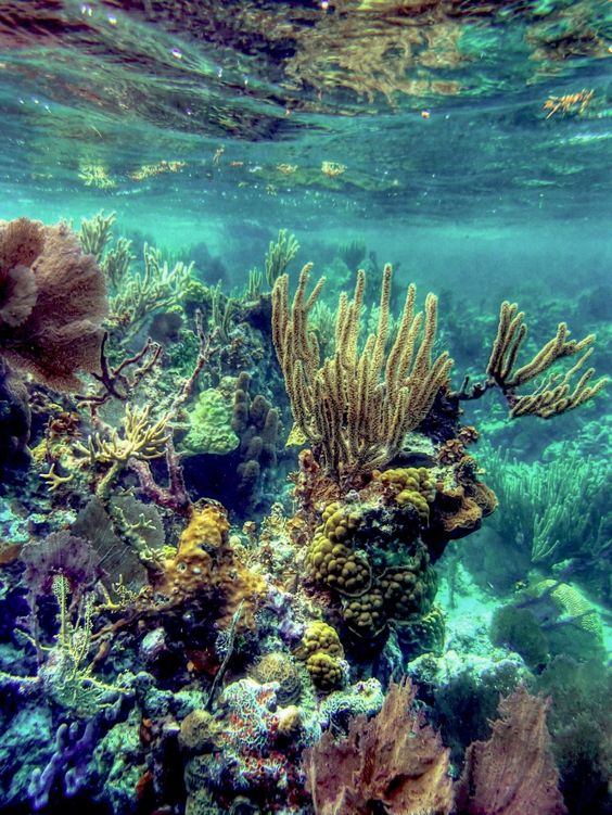 officialmegbzk's tweet photo. Did you know, 7% of the world's biodiversity is hosted by Central America, which is part of a larger Mesoamerican biodiversity hot spot 🦋🌴🇭🇳🇬🇹🇨🇷🇧🇿🇳🇮🇵🇦🇸🇻
 #EarthDay #CentralAmericanTwitter https://t.co/nxlZqqtW8P