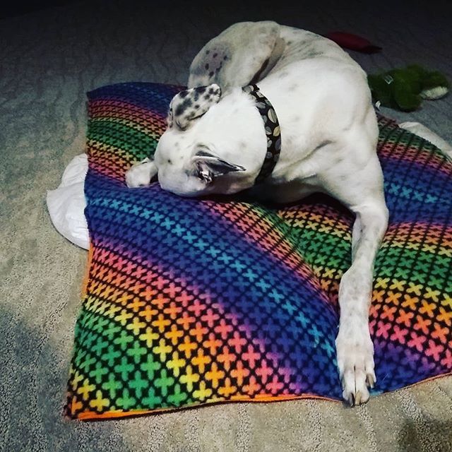 NextBestPet's tweet photo. Gandalf can't even with Mondays (me either, buddy). #greyhound #dogs https://t.co/kk9DWbbrSw