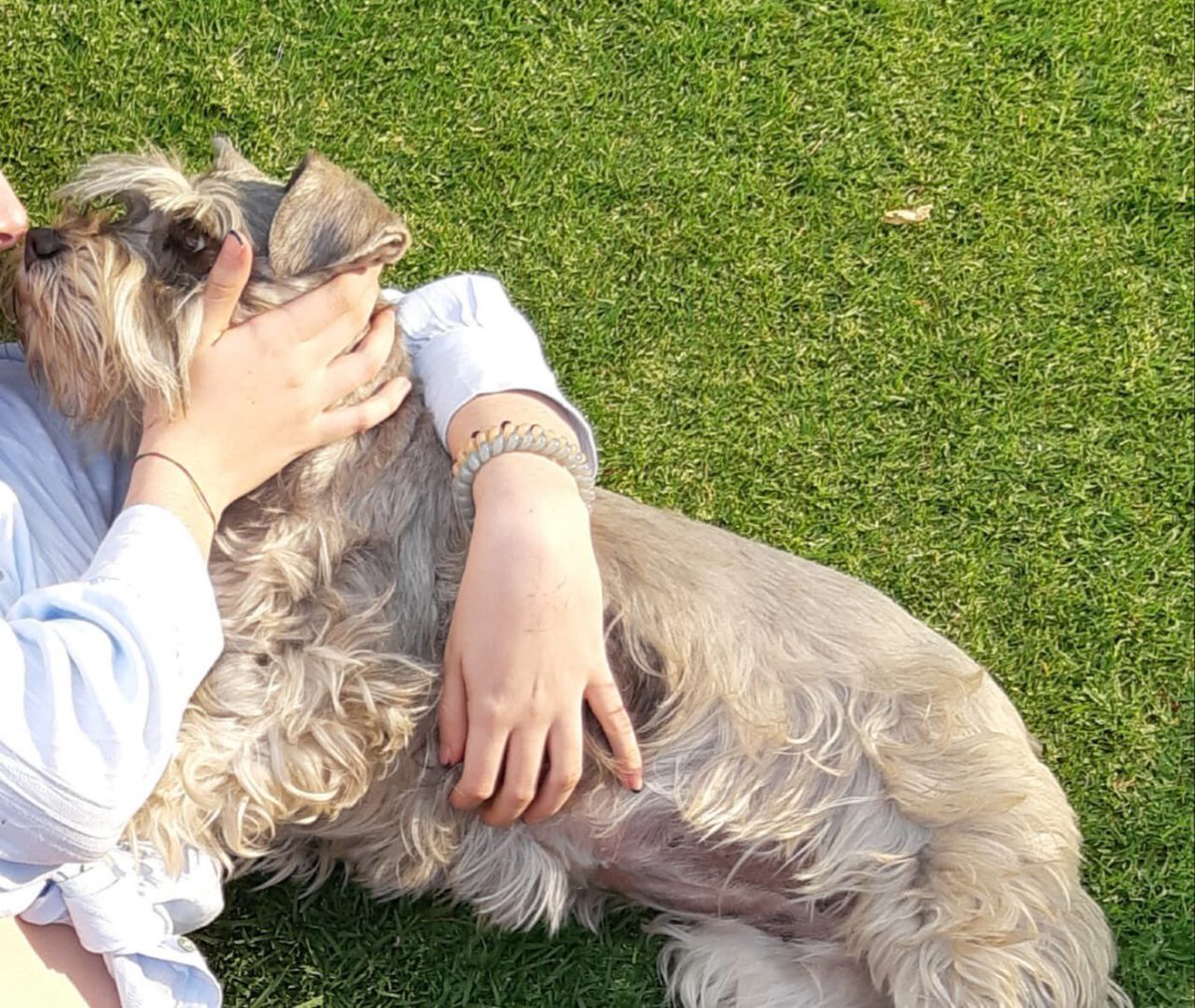 Proyecto Nenuki (@proyecto_nenuki) on Twitter photo RT URGENTE! Extraviada GALA, hembra, no trae collar, se extravió el 22 de abril a las 18:00 hrs aprox en la calle de Omega y Cerro del Tesoro <a href="/LaRomeroTerrero/">LaRomerodeTerreros</a>. Contacto 55 5416 3745
<a href="/CopilcoUniv/">Colonia Copilco Univ</a> <a href="/CopilcoElAlto/">Copilco El Alto</a> <a href="/Alcaldia_Coy/">Alcaldía de Coyoacán</a> <a href="/DelCarmen_Coyo/">Colonia Del Carmen</a> <a href="/PrrosPerdidosMX/">PerrosPerdidosMx</a> <a href="/MascotasSismo/">Mascotas Sismo</a> RT URGENTE! Extraviada GALA, hembra, no trae collar, se extravió el 22 de abril a las 18:00 hrs aprox en la calle de Omega y Cerro del Tesoro <a href="/LaRomeroTerrero/">LaRomerodeTerreros</a>. Contacto 55 5416 3745
<a href="/CopilcoUniv/">Colonia Copilco Univ</a> <a href="/CopilcoElAlto/">Copilco El Alto</a> <a href="/Alcaldia_Coy/">Alcaldía de Coyoacán</a> <a href="/DelCarmen_Coyo/">Colonia Del Carmen</a> <a href="/PrrosPerdidosMX/">PerrosPerdidosMx</a> <a href="/MascotasSismo/">Mascotas Sismo</a>
