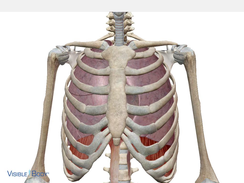 歌うガイコツくん Youtubeチャンネルリニューアルしたよ みんなおはよう 歌うガイコツだよ 肺の位置ってみんな理解してるかな 上は鎖骨の少し上からあるんだ 背中まであると思うととても呼吸がらくになるよ 歌うガイコツ 声のワークショップ In