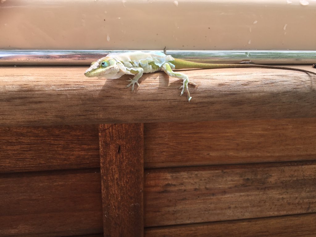 CaraBartek's tweet photo. Celebrating Earth Day with a little molting backyard lizard! Nature never fails me and I’m trying to return the favor anyway I can #serafinalovesscience #ilovesciencetoo #stem #stemeducation #girlsinscience #girlsinstem #middlegradelit #middlegradefiction #middleschool #earthday https://t.co/HnDmDJEHgP