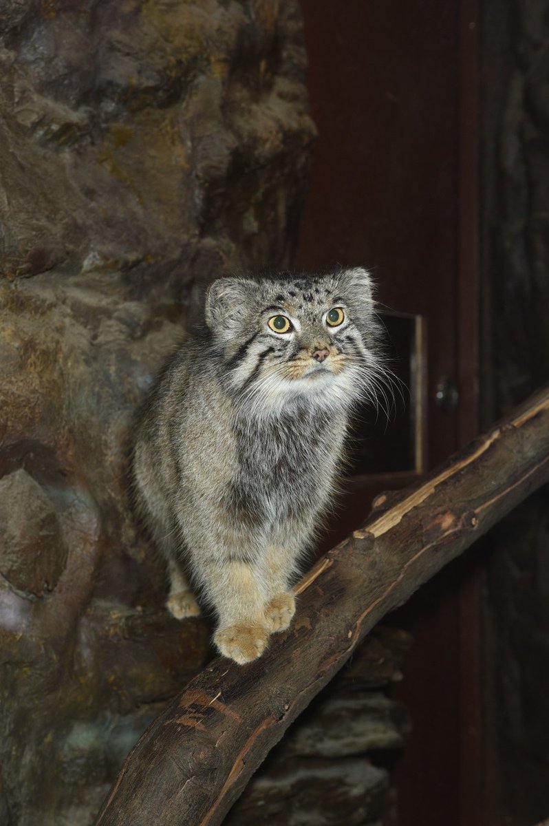 上野動物園 公式 マ まあるくて小さい耳 ４月２３日は世界マヌルネコの日 さあ あなたも一緒にマヌルネコについて語ってみましょう マヌルネコであいうえお作文 国際マヌルネコの日 Internationalpallascatday