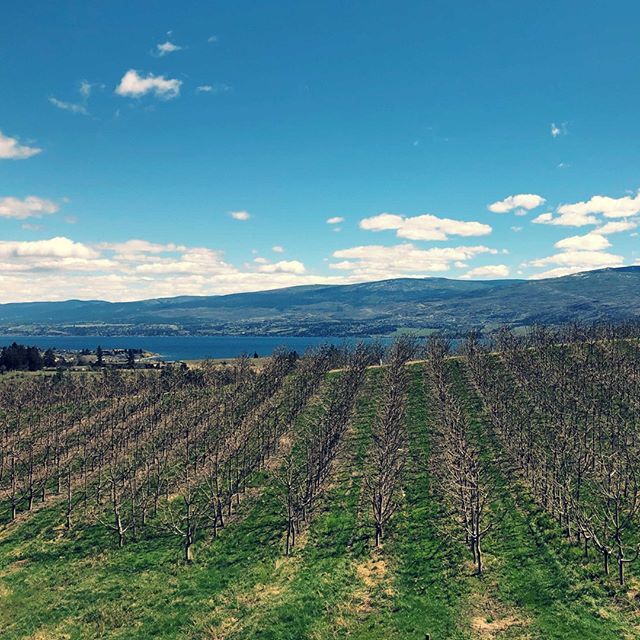 VisitWestside's tweet photo. This cherry orchard will soon be full of blossoms! #VisitWestside #WestKelowna
.
.
.
.
.
.
#orchard #okanaganvalley #okanagan #westsidefarmloop #nature #spring #kelownanow #explorebc #explorecanada #pnwbc #bcisbeautiful #lakeview https://t.co/Tlk10uN41X https://t.co/H0sdFnFC5g