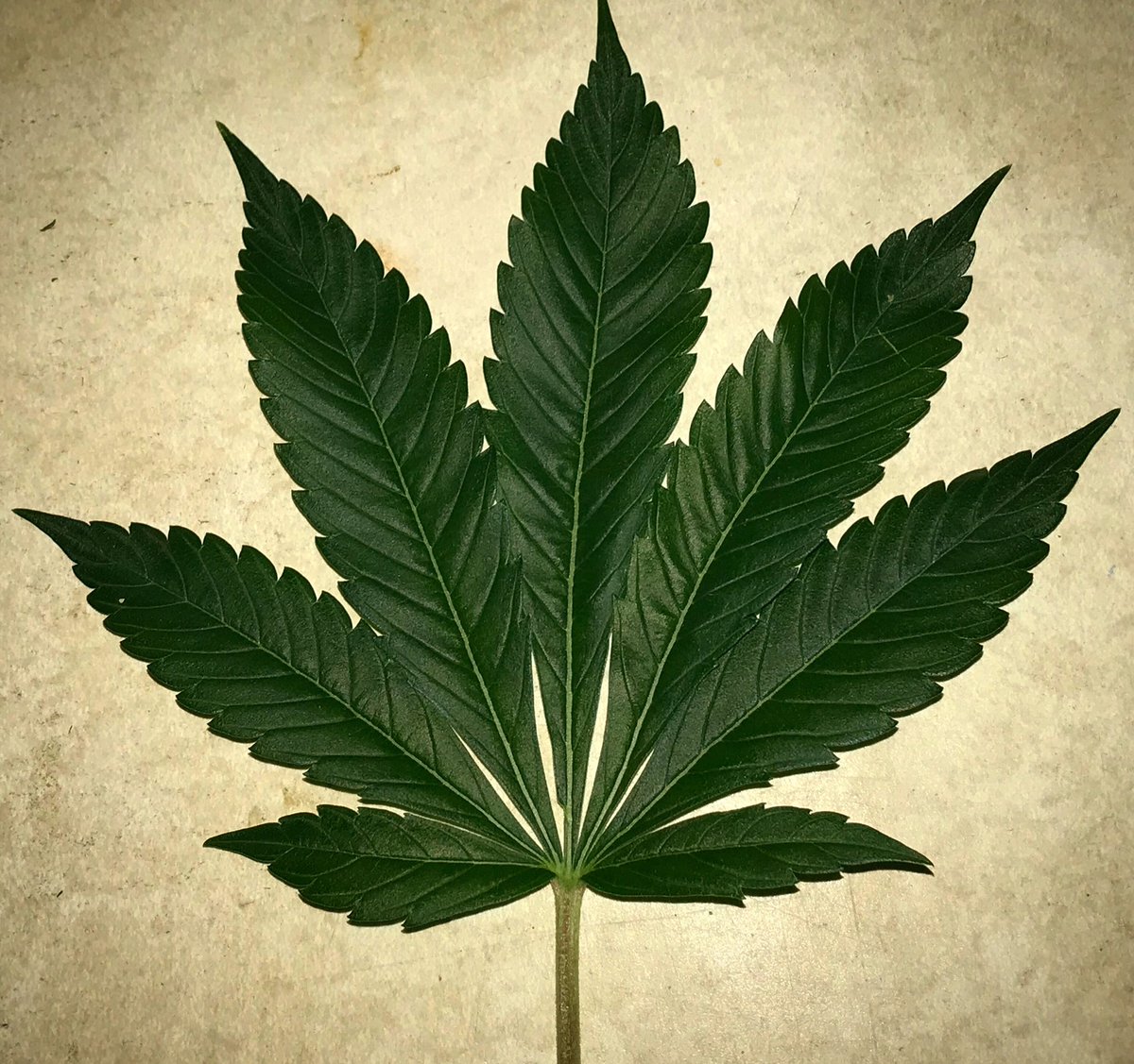 Herb’s a gift from the earth
And what's from the earth
Is of the greatest worth
So before you knock it try it first
Oh you'll see it's a blessing
And it's not a curse - <a href="/benharper/">Ben Harper</a> Happy Earth Day! #burnonedown #earthday #earth #cannabis #weed #marijuana #kush #hightimes