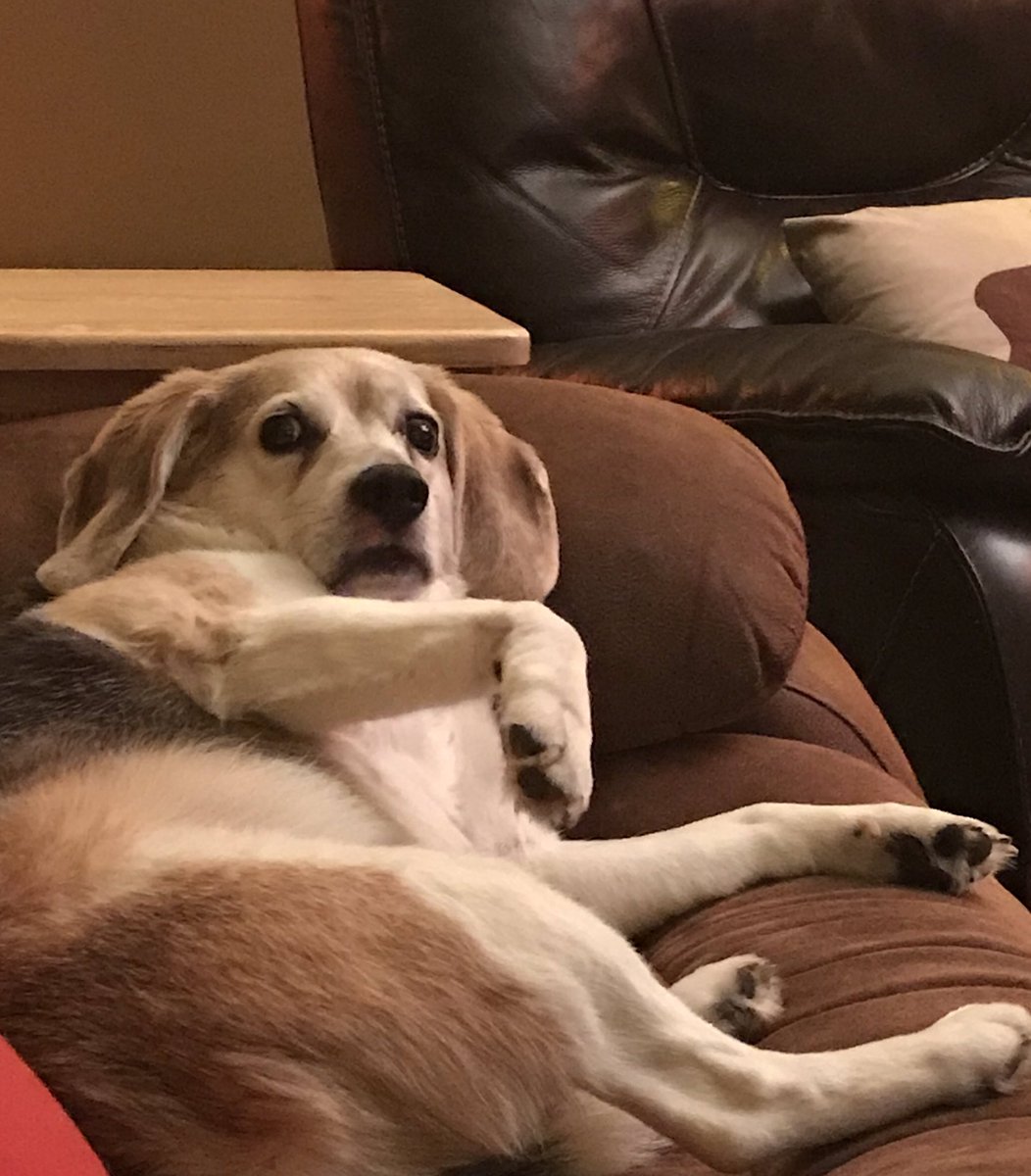 Happy #NationalBeagleDay to all our #beagle buddies #seniorbeagles Beau and Diego are celebrating by taking it easy ♥️🐾