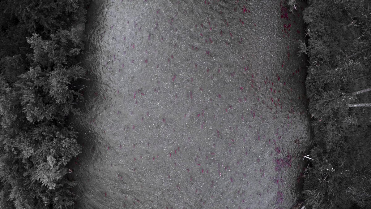 <a href="/TrevorABranch/">Trevor Branch (moved to Bluesky)</a> A truly astounding number of fish returning each year to be sustainably harvested and support intact ecosystems. All at no cost to house, feed, or grow these fish. Quite a good deal all around! Shame to put that in jeopardy.