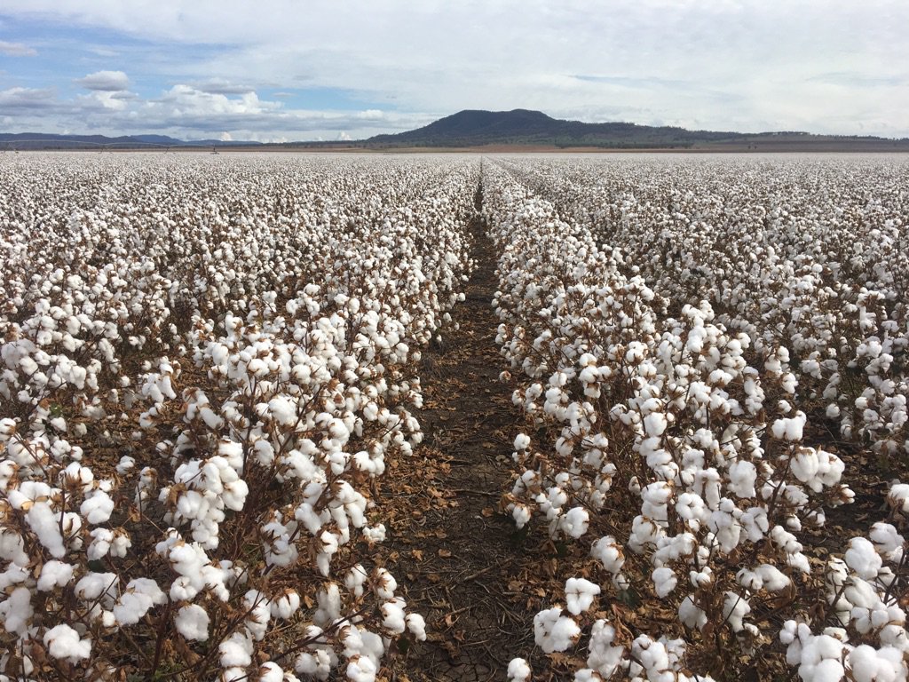 OneCrop_Film's tweet photo. Ready for the picker on the Liverpool Plains. #pick19 #OneCrop #Norseman #Elders https://t.co/SPyJkjGPTj