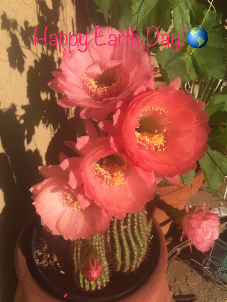 JustPlantDesign's tweet image. 