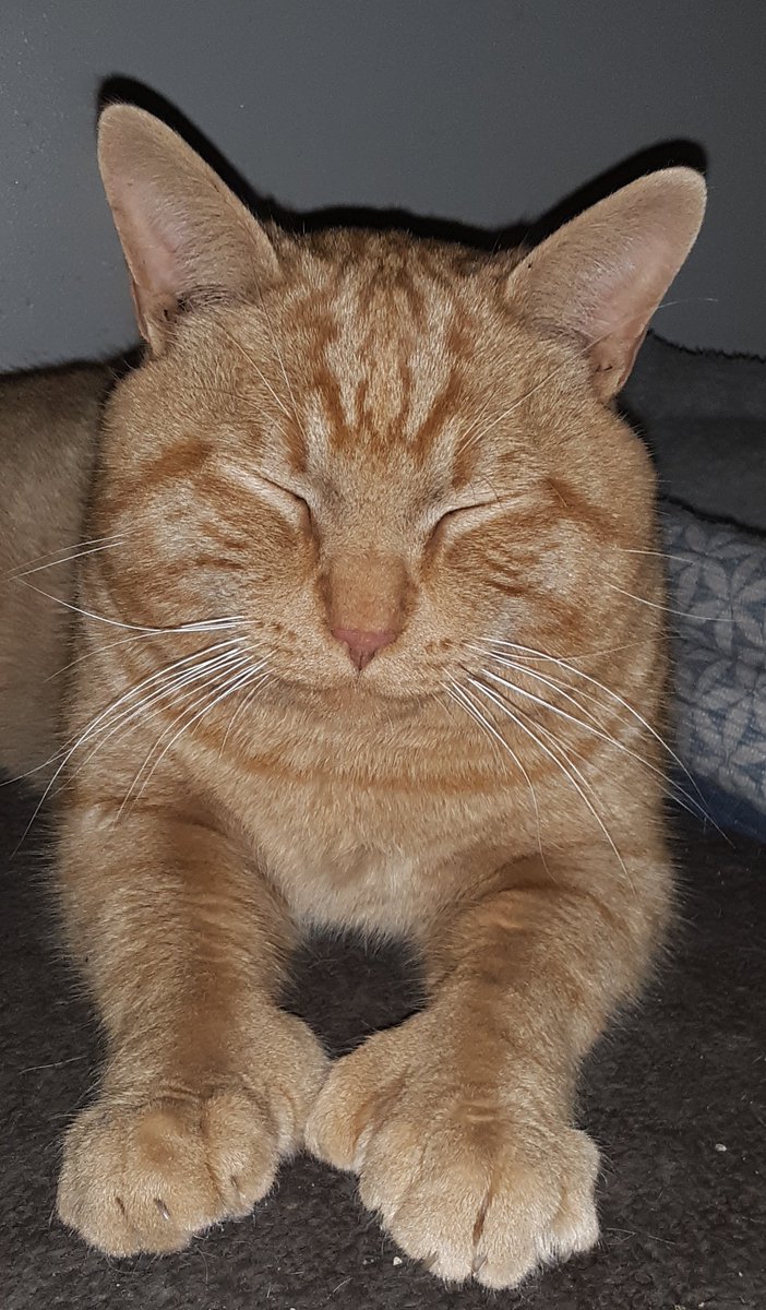 320Rufus's tweet photo. @_EmreTurkmen_ Does kitty with thumbs help?? https://t.co/Z1K4rPhk7P