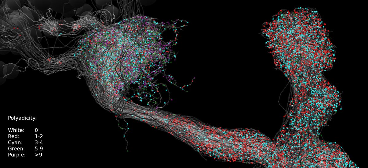 More postsynapses for presynapses in the left part of the image of these Kenyon Cells.