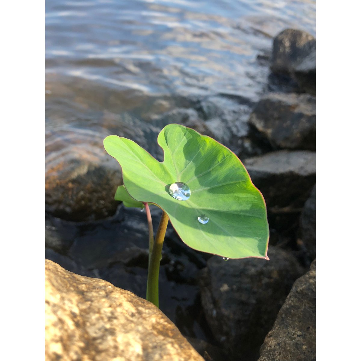 MissShade3's tweet photo. Happy Earth Day to all and to all a goodnight!🌱🌎💫 https://t.co/t1Xqd72EIE