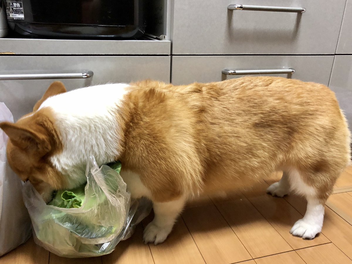 こそこそサラダバーを楽しんでいるのを見つかっちゃったワンコのこの顔よ 現行犯で逮捕顔 可愛すぎか Togetter こそこそサラダバーを楽しんでいるのを見つかっちゃったワンコのこの顔よ 現行犯で逮捕顔 可愛すぎか Togetter