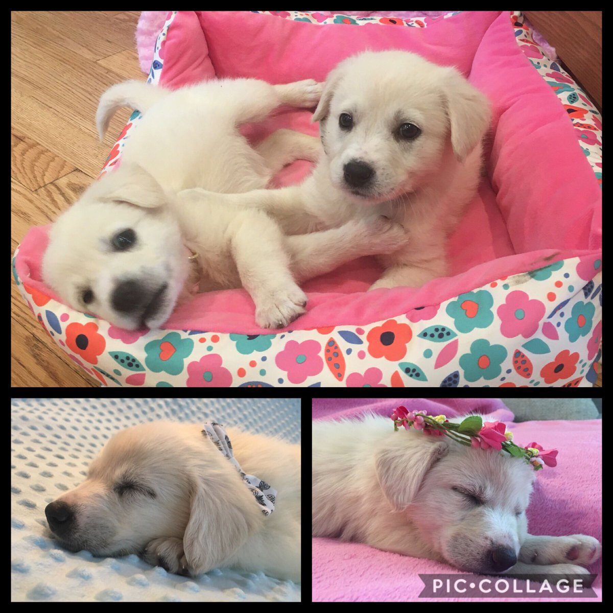 claudinemele's tweet photo. ⁦@BachelorABC⁩ ⁦@colton I want to name them Colton and Cassie. He will jump fences and is more confused than ever. What do you think? https://t.co/xjxpy8IKg0