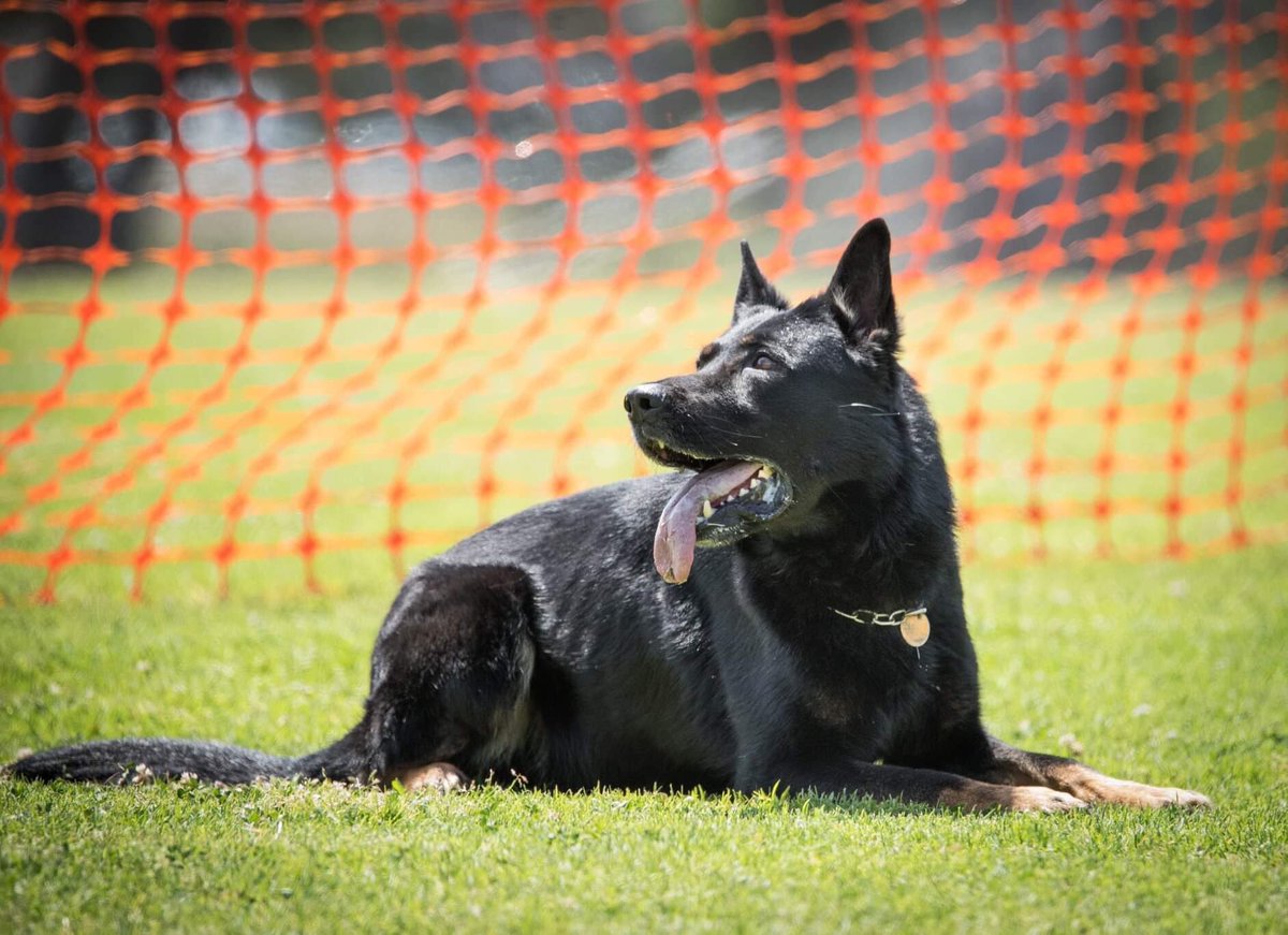 4_shepherds's tweet photo. SG Lanzo Van Arne’s Hoeve, KKL, IPO3, MR1
Pre USMRA Nationals in CA.  2nd place in level one, Decoys choice award, and best non-malinois competing award. So proud of the big guy and Brad Hardin! #Working_Dog #SWK9 #Black_Latch_Working_Dogs https://t.co/tbRuNW1uGB