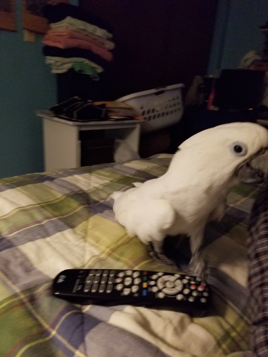 imrydru123's tweet photo. Anyone one for some T. V watching https://t.co/zRzbblh7w1